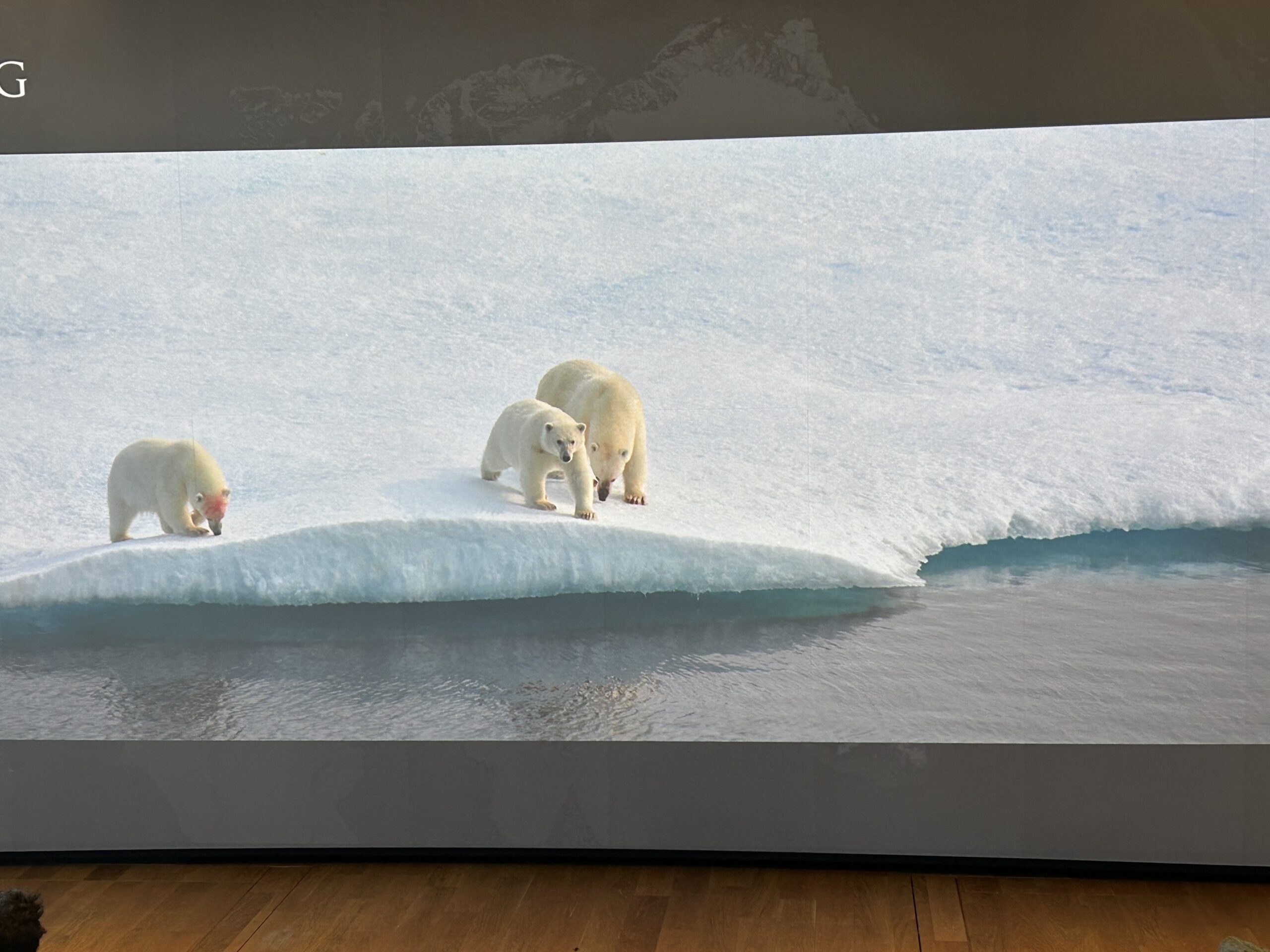 Day 7: Polar Bear or Polar Plunge?